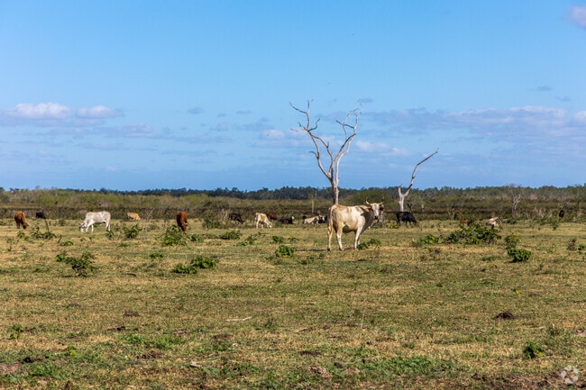 You will see cattle wherever you go in Myakka city.