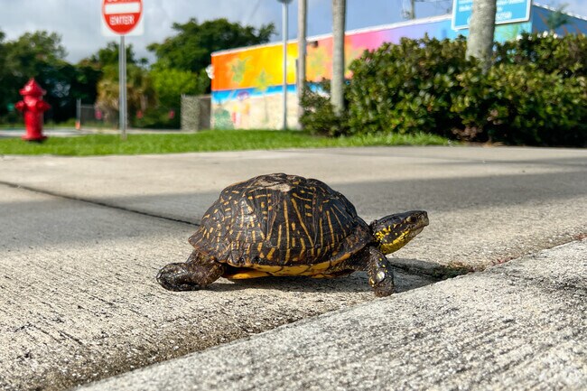 A Hobe Sound Turtle crossing the street to the beach.