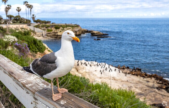 Seagull in The Village Neighborhood