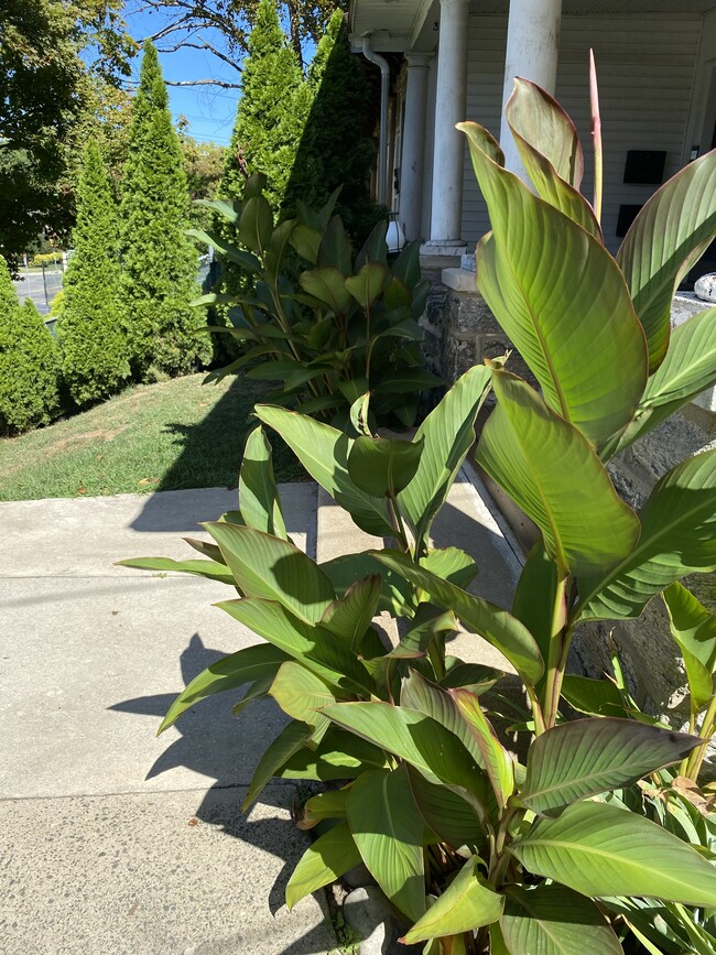 Front Porch Steps