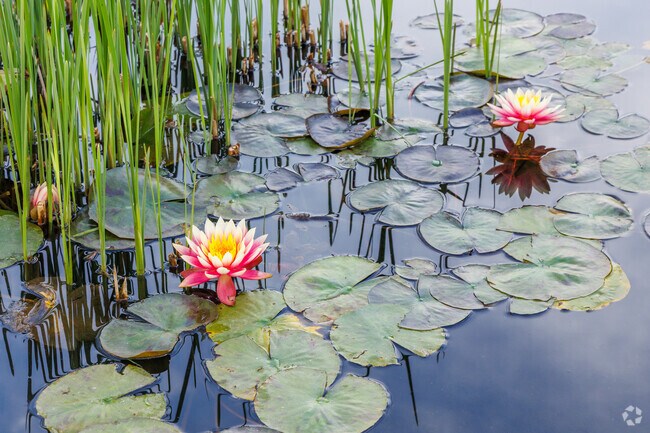 Water Lilies are part of the serene landscape at Earl Burns Miller Japanese Garden at CSULB.