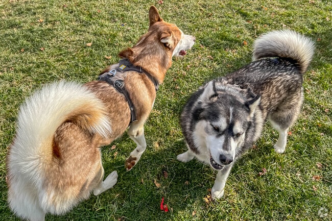 Let your pups run at the Allen Township Dog Park in Allen Township.
