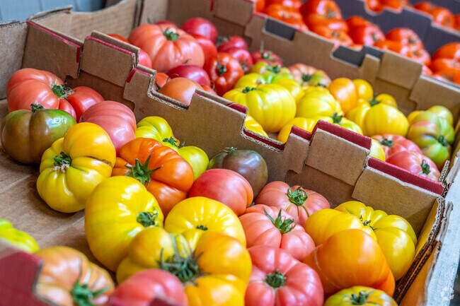 Tomatomania focuses on the best tomato varieties.