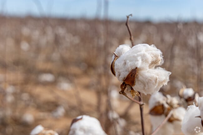 Farms are a large part of the local economy of Plainview, and they grow crops like cotton.