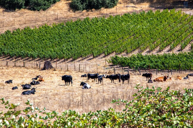 Coventry Manor is where farmland meets Napa’s city limits.