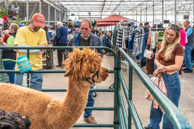 Bring your family to check out the alpacas at the Great Lakes Farmers Market in Caledonia.