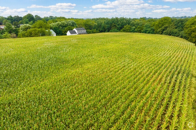 Corn fields stretch far and wide in Lexington making for a positive farm business environment.