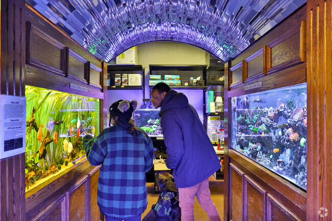 Explore stunning exotic fish tanks at Absolutely Fish in Clifton.