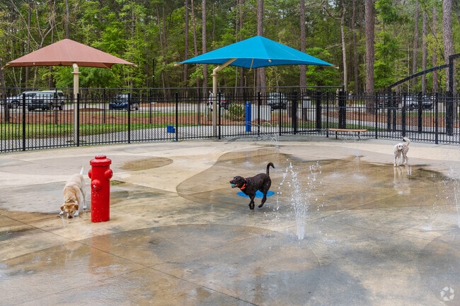 Wannamaker County Park Splash Paw Dog Fun
