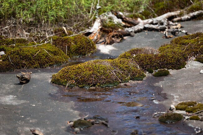 Arabia Mountain National Heritage Area has a unique biome filled with many rare plants near Stonecrest.