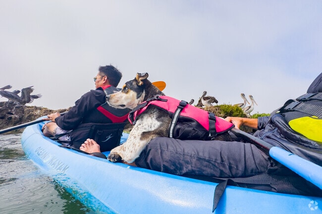 In Moss Landing, California even your furry friend can go out onto the ocean!