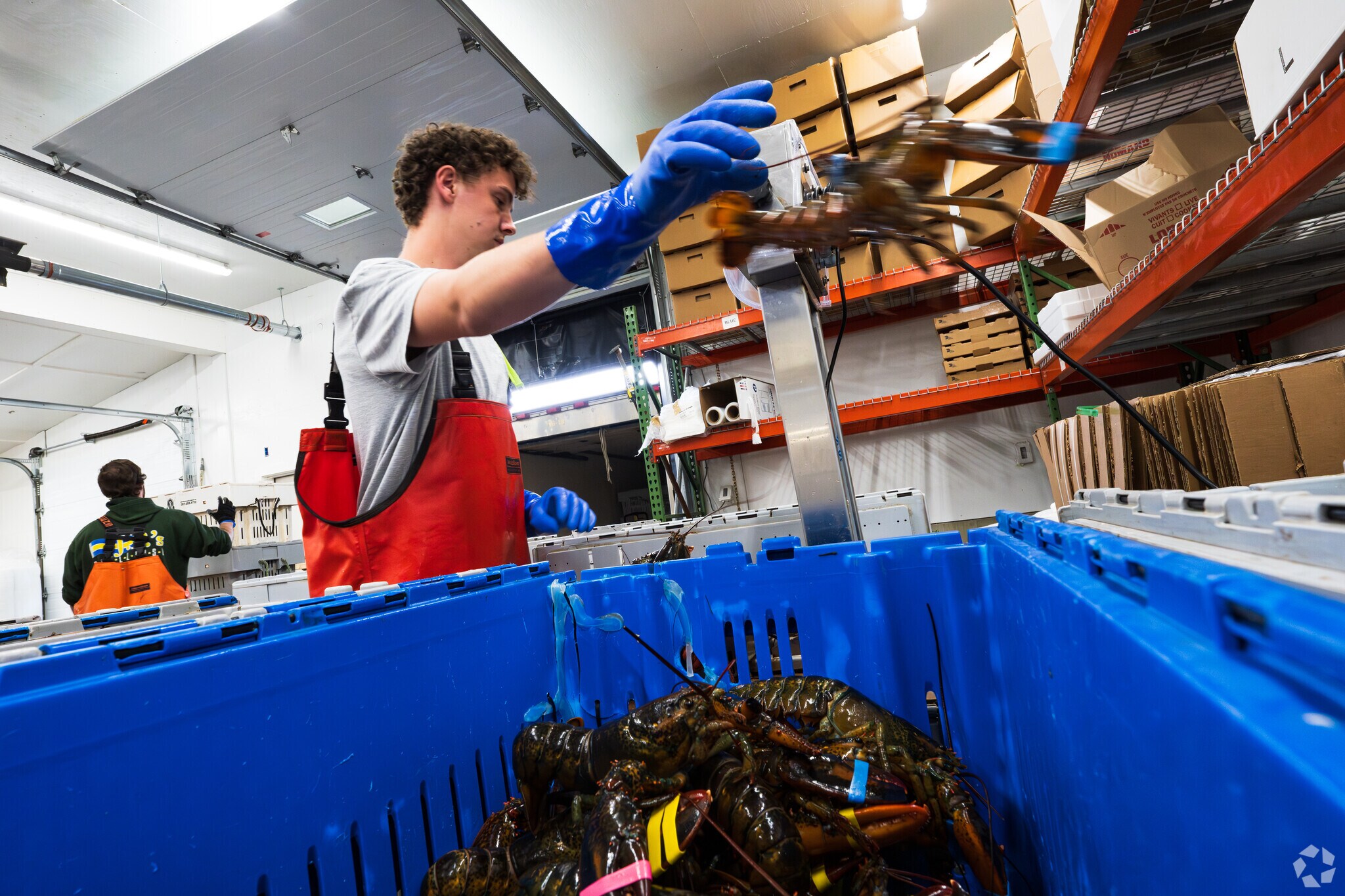 Pick up some fresh Lobsters at Southern Maine Lobster.