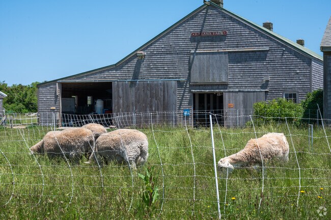 Sheep snack on some grass at Katama Farm in Edgartown