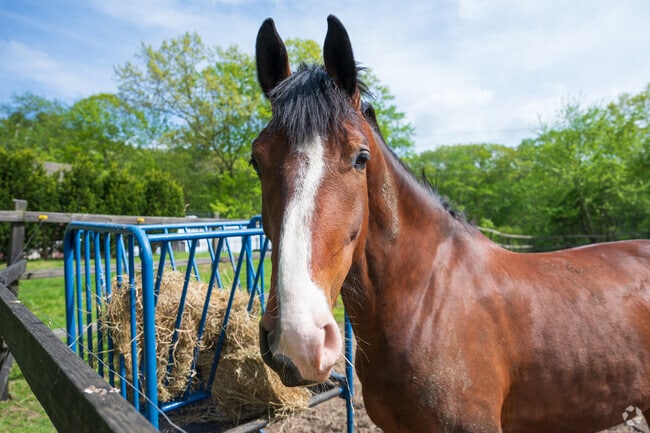 Charlton is rich in agricultural heritage, with thriving farms and equestrian properties that highlight its rural charm and open landscapes.