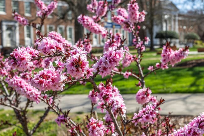 Spring colors from flowering trees brighten Rainbow-Meadowood.