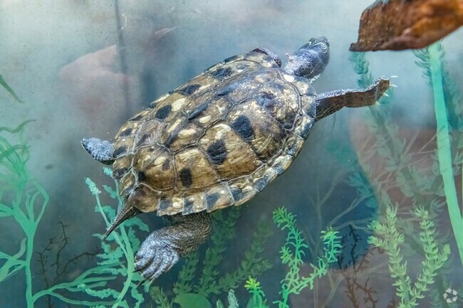 A turtle glides peacefully through the pond at the Audubon Community Nature Center in Kiantone.
