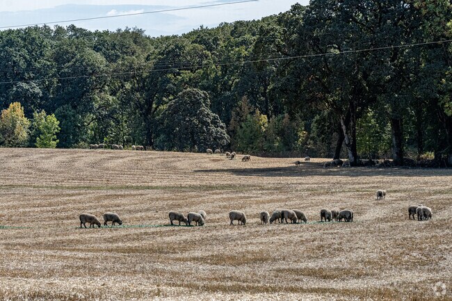 Even though Albany is a suburban city, you can still find active farming and livestock.
