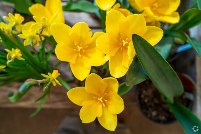 Enjoy the flowers at Leaf & Petal near Redmont Park.