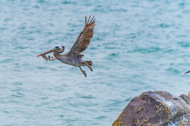 Watch coastal wildlife around Westport every day.