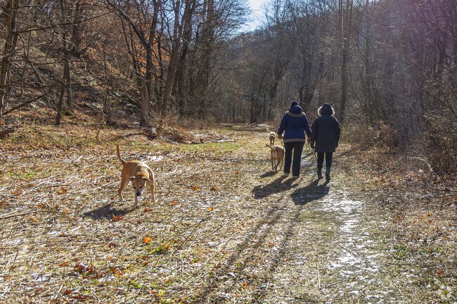 You can take the pups for a walk on the appalachian Scenic Trail in Tilden.