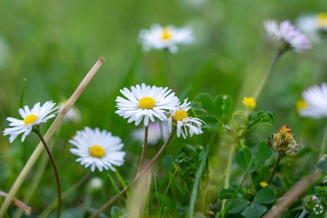 Wild daisies bloom across open grass in Vinci South, adding charm to the quiet Berryessa landscape.