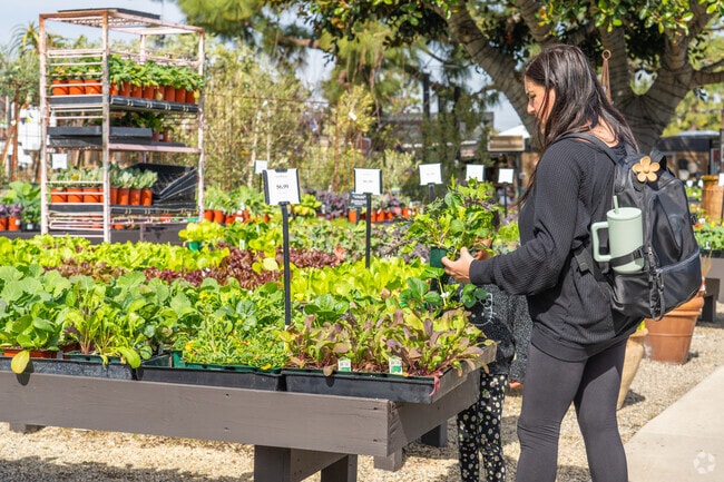 A resident of Broadmoor Sea View selects vibrant plants at Rodgers Garden, adding a touch of nature to their coastal home just outside this scenic Newport Beach neighborhood.