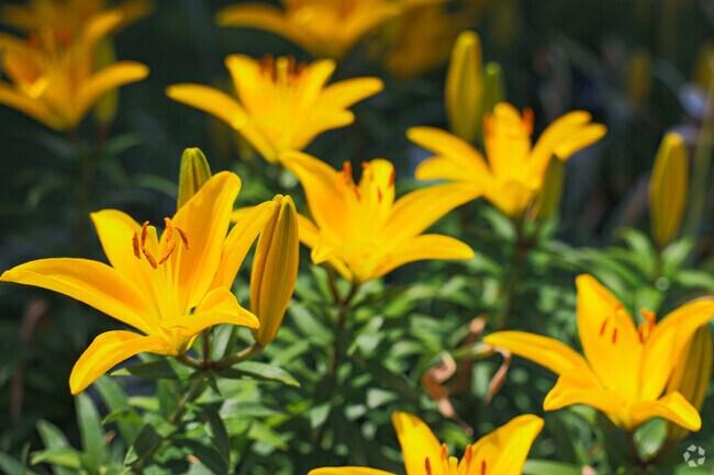 There is plenty of plant life and greenery to enjoy in Indian Hills.