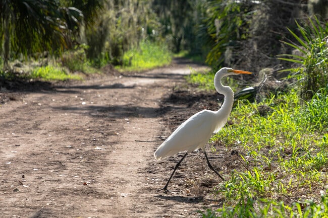 The majestic White Heron is just one of the many birds present in Circle B Bar.