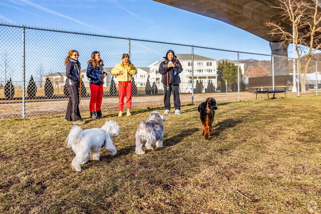 Chase your tail at the Roslyn Dog Park.