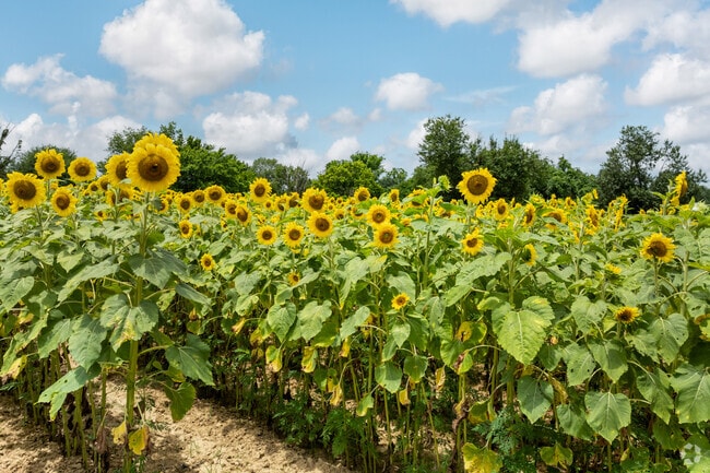 Sunflowers are one of the many crops grown in Lewisburg.