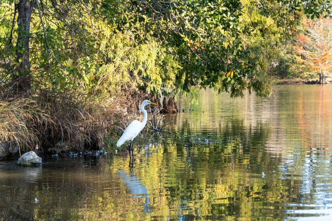 Central Park in Wolf Pen Creek District offers a serene spot to enjoy nature and birdwatch.