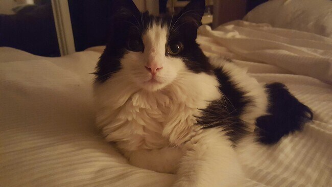 Agent Photo