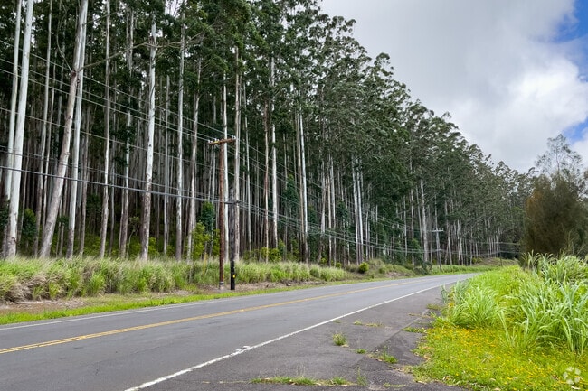 Hawaii Belt Road is lined with tall trees.
