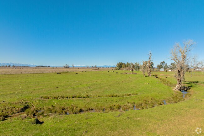 Cattle can be found roaming in open fields in Red Bluff.