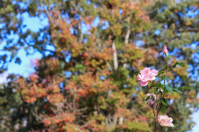 Loch Raven is an eye-catching mix of colors during the Fall months.