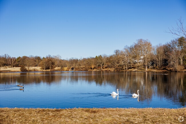 The Southern Hills ponds are home to various waterfowl including swans.
