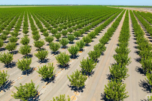 Almond orchards near San Joaquin reflect the region’s farming economy.