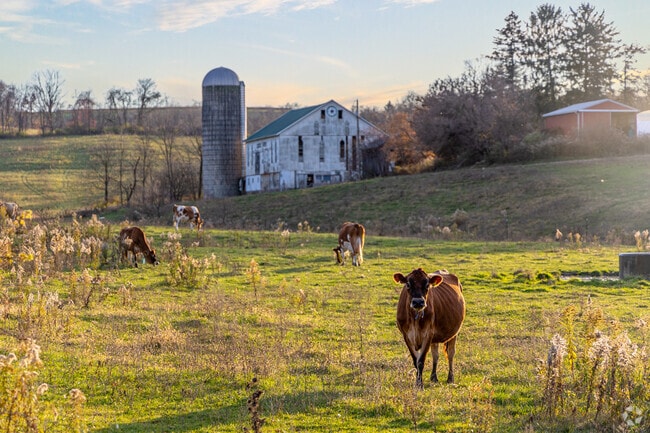 Cattle can be found all throughout the farms of Derry Borough.