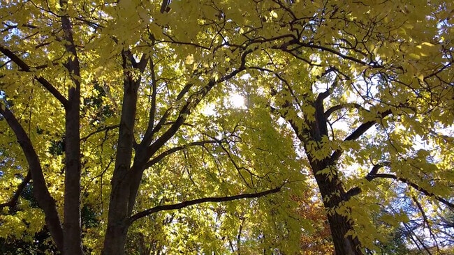 Evergreen Park_1007943_CC_070925_V1