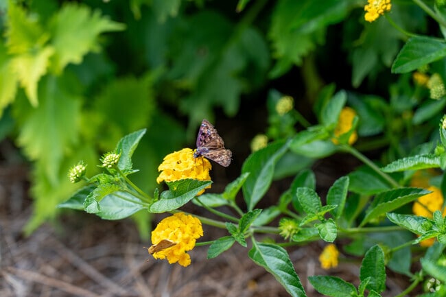 Manicured lawns and garden spaces reflect the pride of place throughout Stonehenge East.