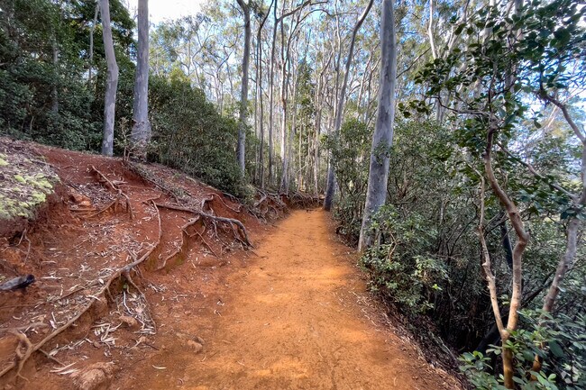 The Aiea Loop Trail in the 
Keaīwa Heiau State Recreation Area is perfect for explorers.