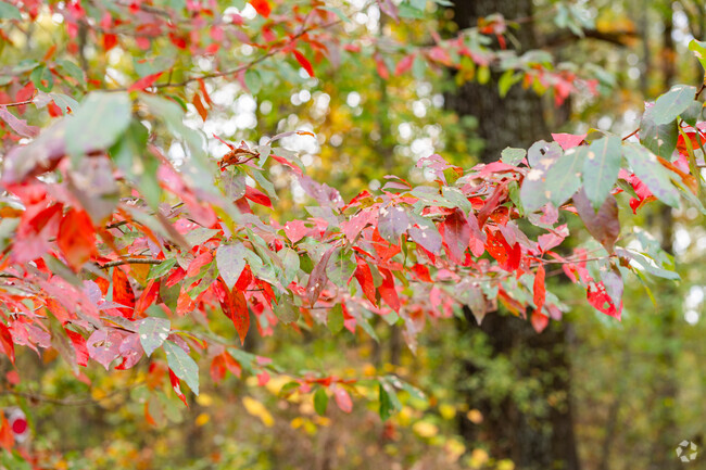 Morgan is a heavily forested area that comes alive in the fall.