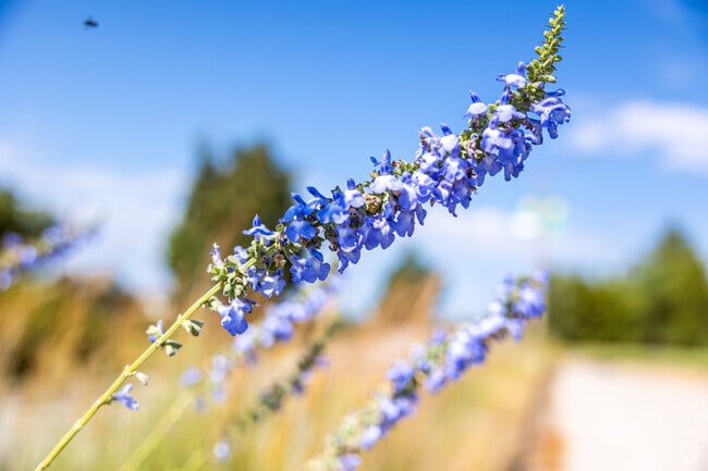George Owens Nature Park is filled with native wildflowers.