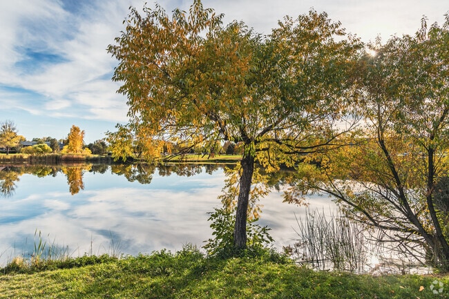 Tree at Sanborn Park beautifully changing colors as the fall sets in for Greeley.