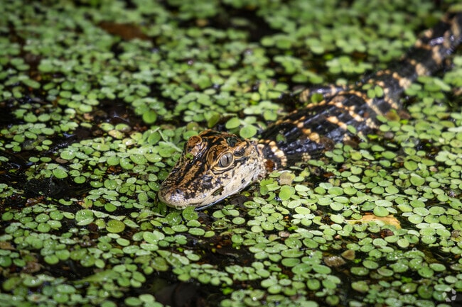 Discover alligators and snakes at the Barataria Preserve in Estelle.
