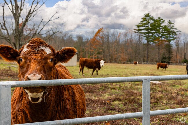A curious cow grazes in Tuftonboro’s scenic Ossipee Mountain valley.