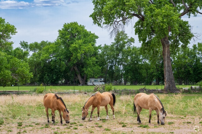 You'll see plenty of horses, cows and other farm animals in Belen's more rural areas.