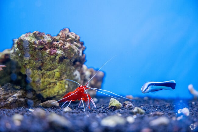 Rare saltwater critters are available at Fishy Bizness in Avondale.