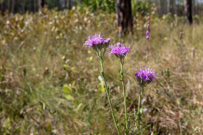 Wildflowers are in bloom in the Branan Feld Wildlife area.