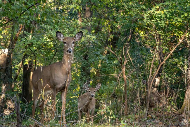 Mount Simon Park in North Side Hill is home to a family of deer.